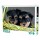Yorkshire Puppies Παζλ 99 κομμ. 06272